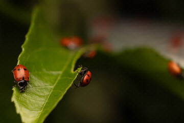 Lady Bugs