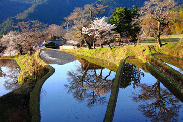 Rice paddies reflect cherry blossoms and trees in a serene rural landscape. The scene captures the essence of spring with its vibrant nature and peaceful water reflections.