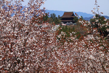 Cherry blossoms frame a distant view of a traditional temple set against a backdrop of mountains. The scene captures the beauty of spring with blooming trees and scenic nature.