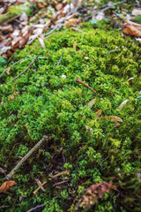 Macro  - Forest - Europe, Romania, Suceava region