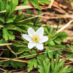 Macro  - Forest - Europe, Romania, Suceava region