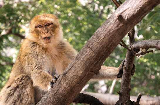 Female Barbary Macaque (Macaca sylvanus) in Setti Fatma Forest, Morocco - Wildlife Photography