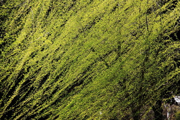 Fresh green leaves cover the branches, showcasing the vibrant colors of spring growth. This lush greenery creates a beautiful natural pattern.