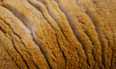 Closeup of golden yellow color Cheviot sheep fleece, wool on the sheep, Eglwysbach, Wales, UK