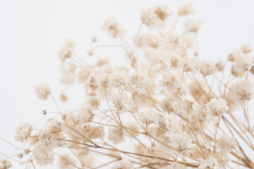 Ethereal blooms of gypsophila flowers on white background in macro