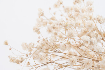 Delicate whispers of gypsophila flowers captured in stunning macro detail