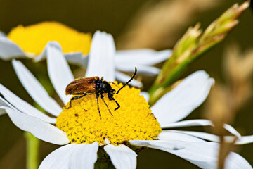 A common red soldier beetle in the wild
