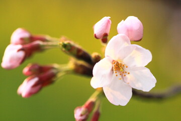 A close-up of a cherry blossom in spring, with pink petals and budding flowers on a branch. The soft focus highlights the delicate beauty of the sakura.