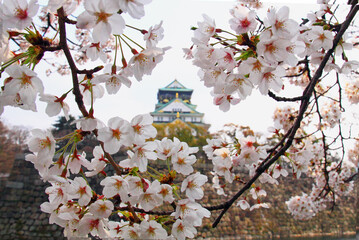 Cherry blossoms in full bloom frame an ancient castle, showcasing the beauty of springtime with white petals and traditional architecture.