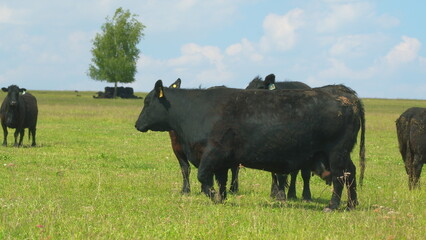 Cattle On Summer Grassland. Cows Black Angus On A Pasture In Landscape In Summer. Bright Summer Field.