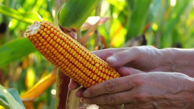 Close up to female hands of a farmer examining ripe cob of corn at green meadow. Adult arms of agronomist exploring yellow sweetcorn on maize field at sunset. Concept of agricultural business. Slow mo