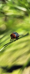 Macro Photography Of A Fly On A Leaf