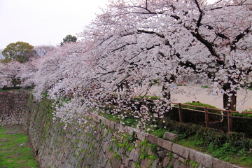 Cherry blossoms in full bloom cascading over a historic stone wall, capturing the essence of springtime with white petals and lush branches.