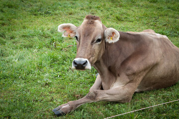 Eine braun graue Kuh liegt in der Wiese 