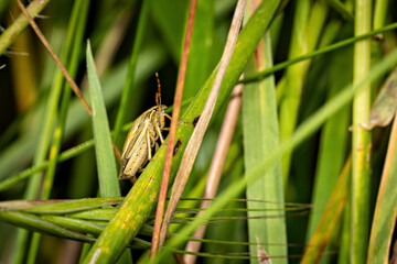 A Green Stick Bug on a leave