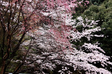 Cherry blossoms in full bloom, showcasing a mix of white and pink petals amidst lush green foliage, capturing the essence of springtime.