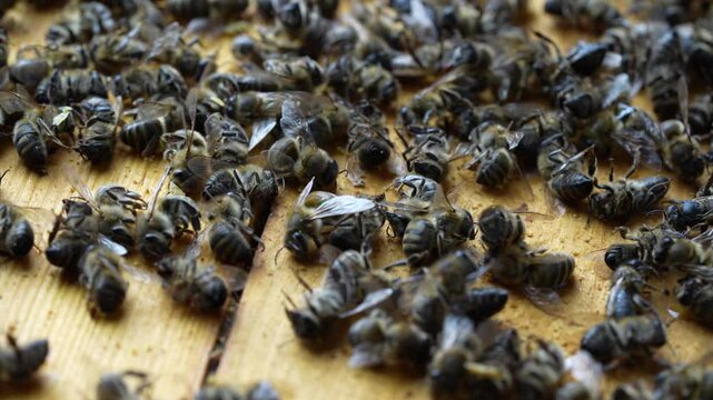 Many dead bees in the hive, close up. Colony collapse disorder. Starvation, pesticide exposure, pests and disease