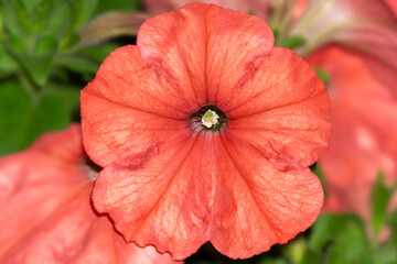 Red Petunia by Aravind Reddy Tarugu