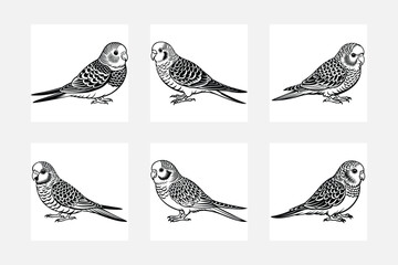 collection of birds,Hand drawing budgies