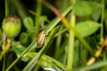 A Green Stick Bug on a leave