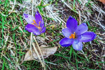 Macro  - Forest - Europe, Romania, Suceava region