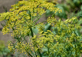 Close-up of blooming dill umbrellas in the garden