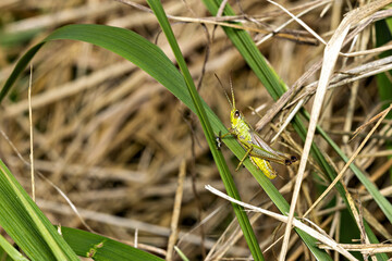 A grasshopper in a meadow