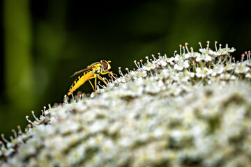 A Hoverfly on a flower