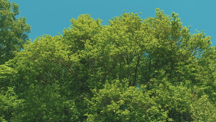 Fototapeta premium Good Mood. Freshness, Smell Of Summer. Branches With Fresh Green Leaves. Natural Summer Background.