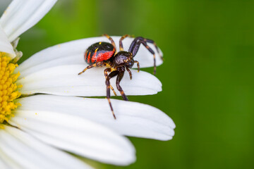 the Napoleon spider - Synema globosum, tiny beautiful colored spider from European meadows, Czech Republic.