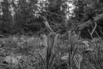 Macro  - Forest - Europe, Romania, Suceava region
