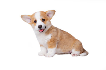 A cute Welsh corgi puppy sits on a white background
