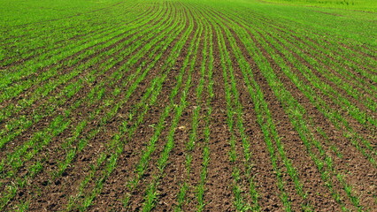 Wheat Crop In Spring Season. Stalks Wheat Fluttering In Wind. Beautiful Green Wheat Field In Countryside. Green Grass On Field. Wheat Field. Growth Time Green Plant.