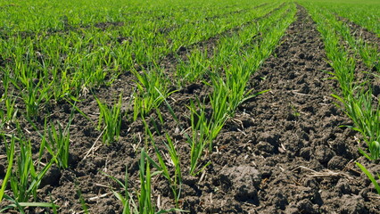 Naklejka premium Green Stalks Of Wheat Swaying In Wind. Agro Industry. Agricultural Field With Green Wheat In Spring Season. Amazingly Beautiful Endless Fields Of Green Grass Go Far To Horizon.