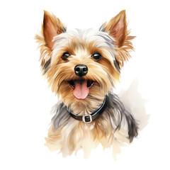 A cute Yorkshire Terrier with brown and grey fur, wearing a black collar, looks at the camera with a happy expression.