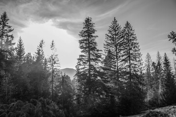 Landscapes - Forest - Europe, Romania, Suceava region