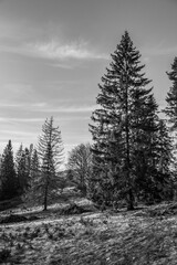 Naklejka premium Landscapes - Forest - Europe, Romania, Suceava region