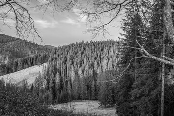 Landscapes - Forest - Europe, Romania, Suceava region