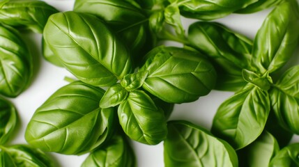 Fototapeta premium Fresh basil leaves, capturing their vibrant green color, smooth texture, and delicate veins, isolated on a white background