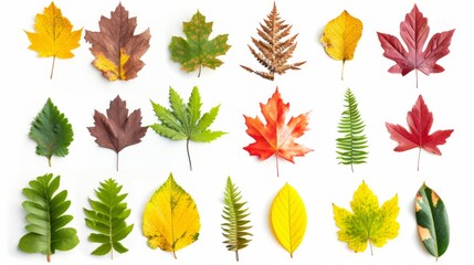 Obraz premium A bright and varied collage of various leaves on a white background