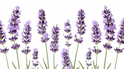 Naklejka premium Delicate lavender flowers, capturing their soft purple hues and slender green stems, set against a white background