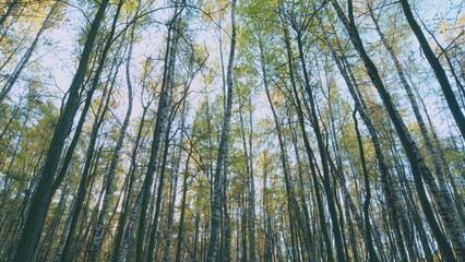 Fototapeta premium Beautiful autumn foliage. Autumn forest. Sun casting beautiful light and shadows. Timelapse.