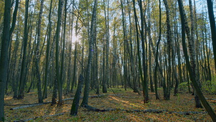 Fototapeta premium Autumn picturesque background. Calm fall autumn forest during beautiful sunset evening. Timelapse.