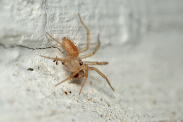 close up of spider on the wall