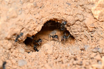 The entrance to the ant nest