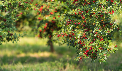 Fresh ripe sour cherry hanging on cherry tree