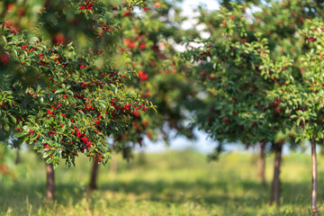 Fototapete bei efototapeten.de bestellen   