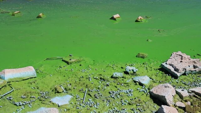 Water pollution by blooming blue green algae - is world environmental problem. Water, rivers and lakes with harmful algal blooms.