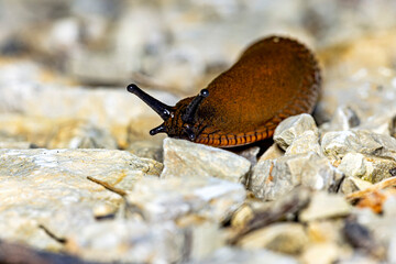 A brown snail is crawling 