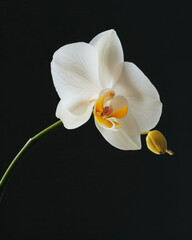 A delicate white orchid with a yellow center stands out against a dark background